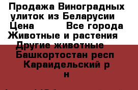 Продажа Виноградных улиток из Беларусии › Цена ­ 250 - Все города Животные и растения » Другие животные   . Башкортостан респ.,Караидельский р-н